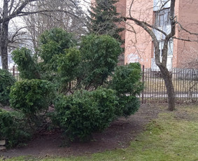 Apželdinimas, Projektavimas, Genėjimas, Vejos - Gyvatvorių karpymas - 4 Gyvatvorių karpymas - Apželdinimas, Projektavimas, Genėjimas, Vejos - 4