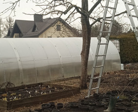 Apželdinimas, Projektavimas, Genėjimas, Vejos - Vaismedžių sodinimas ir priežiūra - 3 Vaismedžių sodinimas ir priežiūra - Apželdinimas, Projektavimas, Genėjimas, Vejos - 3