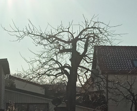 Apželdinimas, Projektavimas, Genėjimas, Vejos - Vaismedžių sodinimas ir priežiūra - 2 Vaismedžių sodinimas ir priežiūra - Apželdinimas, Projektavimas, Genėjimas, Vejos - 2