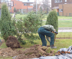 Apželdinimas, Projektavimas, Genėjimas, Vejos - Augalų ir medelių sodinimas - 2 Augalų ir medelių sodinimas - Apželdinimas, Projektavimas, Genėjimas, Vejos - 2