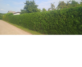Apželdinimas, Projektavimas, Genėjimas, Vejos - Gyvatvorių karpymas - 2 Gyvatvorių karpymas - Apželdinimas, Projektavimas, Genėjimas, Vejos - 2