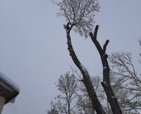 Aukštalipiai,medžių pjovimas,kelmų naikinimas. - Tradiciniai amatai - 4 Tradiciniai amatai - Aukštalipiai,medžių pjovimas,kelmų naikinimas. - 4