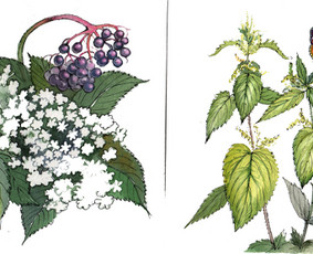 Iliustracijos, atvirukai, skaitmeninės iliustracijos / Sigita Laurynaitienė / Darbų pavyzdys ID 3205302