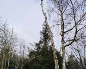 Medžių pjovimas(pavojingų) - Vaismedžių genėjimas - 2 Vaismedžių genėjimas - Medžių pjovimas(pavojingų) - 2