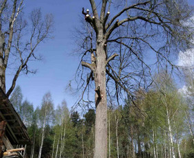 Medžių pjovimas(pavojingų) - Vaismedžių genėjimas - 1 Vaismedžių genėjimas - Medžių pjovimas(pavojingų) - 1