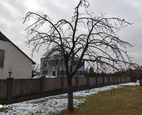Vaismedžių genėjimas, gyvatvorių karpymas - Vaismedžių genėjimas - 3 Vaismedžių genėjimas - Vaismedžių genėjimas, gyvatvorių karpymas - 3