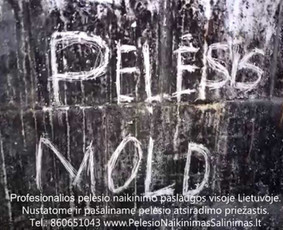 Pelėsio ir medžio grybo "Trobagrybio" naikinimas, šalinimas / PelėsioNaikinimasSalinimas.lt / Darbų pavyzdys ID 3209722