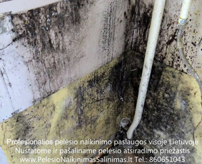 Pelėsio ir medžio grybo "Trobagrybio" naikinimas, šalinimas - Pelėsio naikinimo paslaugos - 3 Pelėsio naikinimo paslaugos - Pelėsio ir medžio grybo "Trobagrybio" naikinimas, šalinimas - 3
