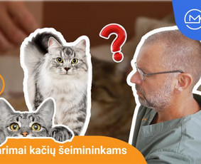 Tiesioginės transliacijos / Filmavimai Mobili Medija / Mobili Medija / Darbų pavyzdys ID 3211432