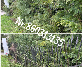 Medžių genėjimas*gyvatvorių karpymas*aplinkos tvarkymas / Zigmas / Darbų pavyzdys ID 3218284