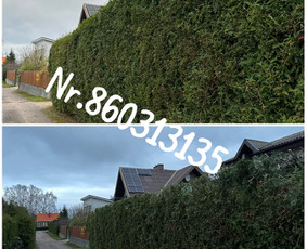 Medžių genėjimas*gyvatvorių karpymas*aplinkos tvarkymas / Zigmas / Darbų pavyzdys ID 3218286