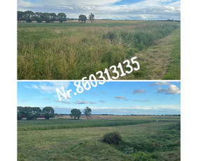 Medžių genėjimas*gyvatvorių karpymas*aplinkos tvarkymas / Zigmas / Darbų pavyzdys ID 3218302