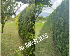 Medžių genėjimas*gyvatvorių karpymas*aplinkos tvarkymas / Zigmas / Darbų pavyzdys ID 3218308
