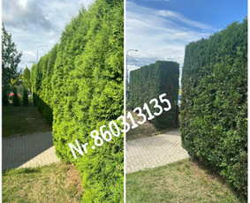 Medžių genėjimas*gyvatvorių karpymas*aplinkos tvarkymas / Zigmas / Darbų pavyzdys ID 3218310