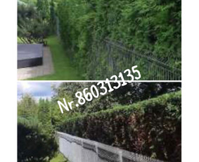 Medžių genėjimas*gyvatvorių karpymas*aplinkos tvarkymas / Zigmas / Darbų pavyzdys ID 3218312