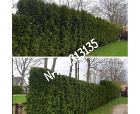 Medžių genėjimas*gyvatvorių karpymas*aplinkos tvarkymas / Zigmas / Darbų pavyzdys ID 3218314