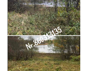Medžių genėjimas*gyvatvorių karpymas*aplinkos tvarkymas / Zigmas / Darbų pavyzdys ID 3218318