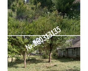 Medžių genėjimas*gyvatvorių karpymas*aplinkos tvarkymas / Zigmas / Darbų pavyzdys ID 3218320