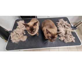 Gyvūnų kirpėja Natalja / Natalja Ivanova / Darbų pavyzdys ID 3219400