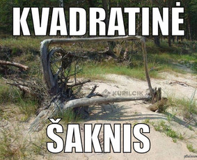 Matematikos mokytojas / 6 Vbe šimtukai / 6–12 klasės / Aleksejus Kurilčik / Darbų pavyzdys ID 3220128
