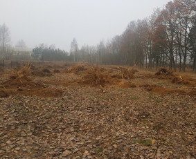 Šakų išvežimas - Apželdinimo darbai - 2