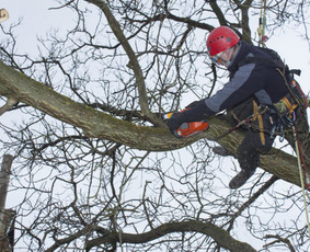 Medžių genėjimas, Misko Sodu Kurejas - Aplinkos tvarkymas, apželdinimas - 3 Aplinkos tvarkymas, apželdinimas - Medžių genėjimas, Misko Sodu Kurejas - 3