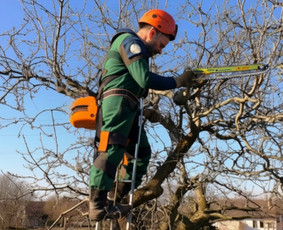 Vaismedžių genėjimas, pjovimas, gyvatvorių formavimas - Vaismedžių genėjimas - 1 Vaismedžių genėjimas - Vaismedžių genėjimas, pjovimas, gyvatvorių formavimas - 1