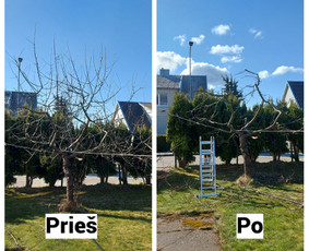 Sklypų tvarkymas, vaismedžių genėjimas, vejos įrengimas / Aplinkos Priežiūra / Darbų pavyzdys ID 3236369