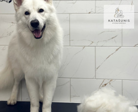 Šunų ir kačių kirpimas, maudymas / MB Katašunis / Darbų pavyzdys ID 3239159