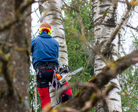 Avarinių medžių pjovimas - Medžių pjovimas, genėjimas. Arboristo paslaugos - 4