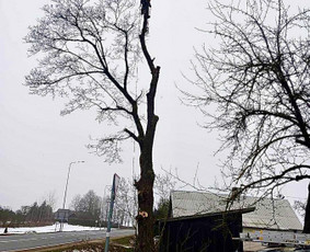 Avarinių medžių pjovimo paslaugos. / Rimas. M.- (Aboristas) / Darbų pavyzdys ID 3245597