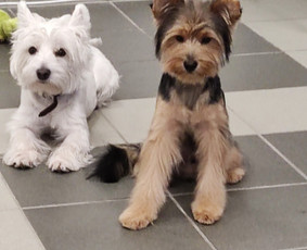 Gyvūnų Kirpykla, Šuniukų/kačiukų - Šunų ir kačių maudymas - 1 Šunų ir kačių maudymas - Gyvūnų Kirpykla, Šuniukų/kačiukų - 1