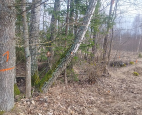 Miškų administravimas. Miškotvarkos projektai,biržių rėžimas - Biržių atrėžimas kirtimams - 3 Biržių atrėžimas kirtimams - Miškų administravimas. Miškotvarkos projektai,biržių rėžimas - 3