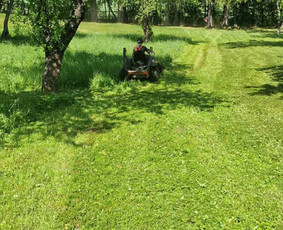 Vaismedžių genėjimas, gyvatvorių karpymas / Audrius / Darbų pavyzdys ID 3251559