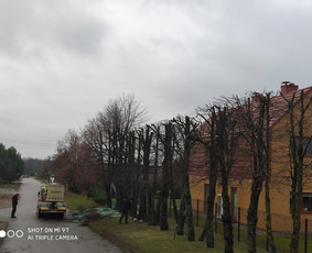 Vaismedžių genėjimas, gyvatvorių karpymas / Audrius / Darbų pavyzdys ID 3251605