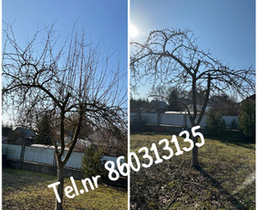 Medžių genėjimas*gyvatvorių karpymas*aplinkos tvarkymas / Zigmas / Darbų pavyzdys ID 3261169