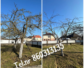 Medžių genėjimas*gyvatvorių karpymas*aplinkos tvarkymas / Zigmas / Darbų pavyzdys ID 3261171