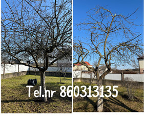 Medžių genėjimas*gyvatvorių karpymas*aplinkos tvarkymas / Zigmas / Darbų pavyzdys ID 3261173
