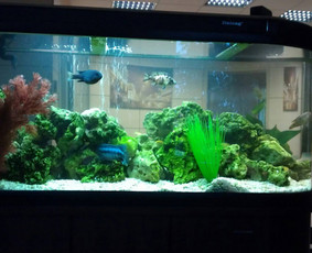 Akvariumų specialistas / Jolanta Grietnickaite / Darbų pavyzdys ID 82630