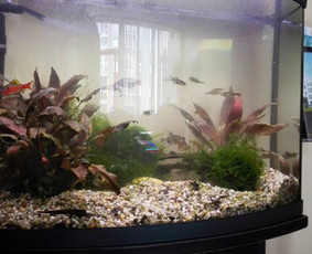 Akvariumų specialistas - Akvariumų priežiūra - 2 Akvariumų priežiūra - Akvariumų specialistas - 2
