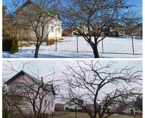 Vaismedžių/medžių genėjimas, gyvatvorių karpymas, šienavimas / Pavelas / Darbų pavyzdys ID 3266751
