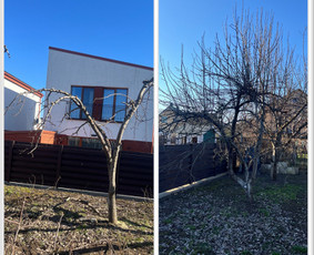 Sklypų tvarkymas, vaismedžių genėjimas, vejos įrengimas / Aplinkos Priežiūra / Darbų pavyzdys ID 3269661