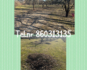 Medžių genėjimas*gyvatvorių karpymas*aplinkos tvarkymas / Zigmas / Darbų pavyzdys ID 3272109