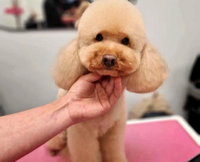 Paslaugos augintiniams - &Scaron;unu Kirpykla Sagis/ sunu kirpykla/kačių - 1