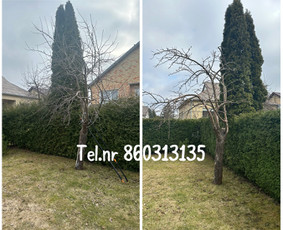 Medžių genėjimas*gyvatvorių karpymas*aplinkos tvarkymas / Zigmas / Darbų pavyzdys ID 3278809