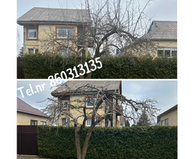 Medžių genėjimas*gyvatvorių karpymas*aplinkos tvarkymas / Zigmas / Darbų pavyzdys ID 3278817
