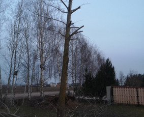 Avarinių medžių pjovimo paslaugos. / Rimas. M.- (Aboristas) / Darbų pavyzdys ID 3282233