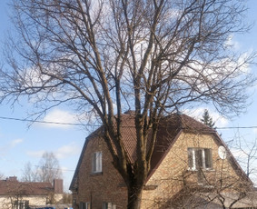Klevo kirtimas šalia gyvenamojo pastato ir elektros laidų.