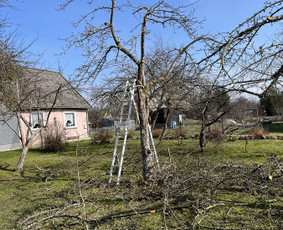 Sklypų tvarkymas, vaismedžių genėjimas, vejos įrengimas / Aplinkos Priežiūra / Darbų pavyzdys ID 3298761