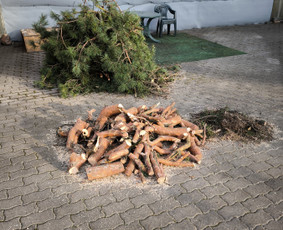 Medžių pjovimas, genėjimas. Aplinkos,miškų priežiūra / MB "Miškų Vilkai" / Darbų pavyzdys ID 3300469